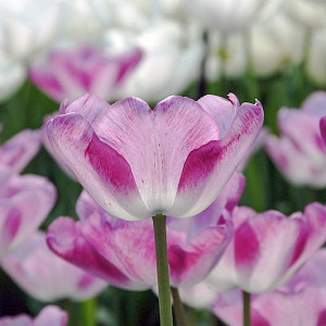 Tulipa Shirley, Tulip 'Shirley', Triumph Tulip 'Shirley', Triumph Tulips, Spring Bulbs, Spring Flowers, White tulip, Purple Tulip
